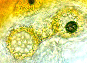 Delastria rosea 