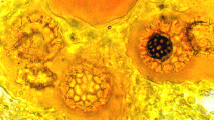 Delastria rosea 