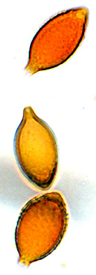Descomyces albus
