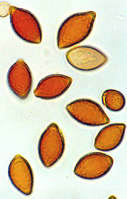 Descomyces albus