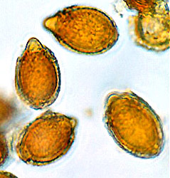 Descomyces albellus
