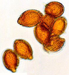 Descomyces albellus