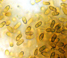 Alpova diplophloeus