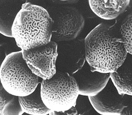 Elaphomyces acuelatus