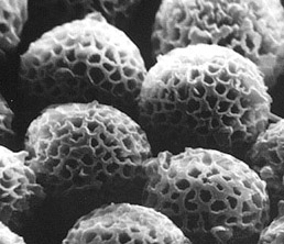 Elaphomyces morrettii