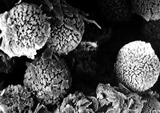 Elaphomyces decipens