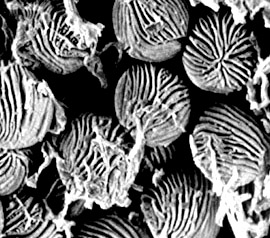 Elaphomyces virgatosporus