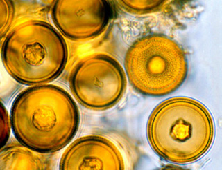 Elaphomyces granulatus