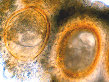 Endogone lactiflua