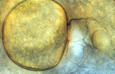 Endogone lactiflua