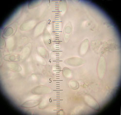 Fevansia sp