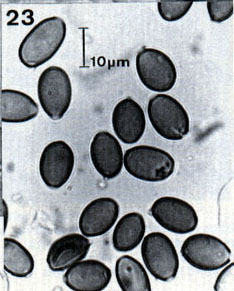 Galeropsis bispora