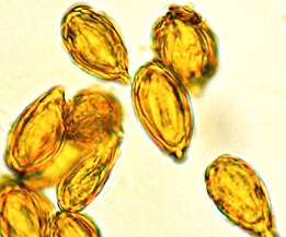 Gautieria monticola