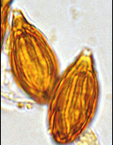 Gautieria gautierioides