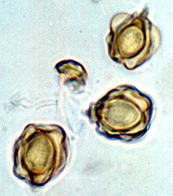 Gautieria pterosperma