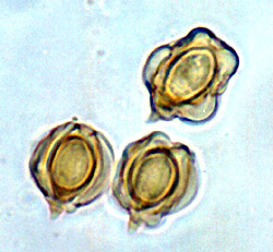 Gautieria pterosperma
