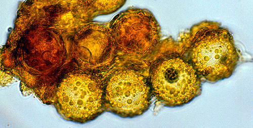 Genabea cerebriformis