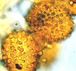Genea gardneri 