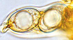 Geopora cooperi