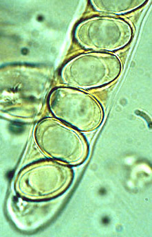 Geopora cooperi