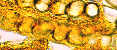 Geopora cooperi