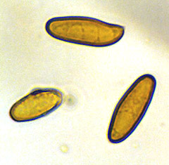 Gomphidius sp.