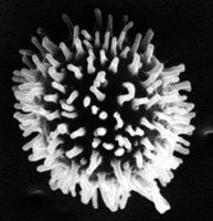 Gymnomyces monosporus