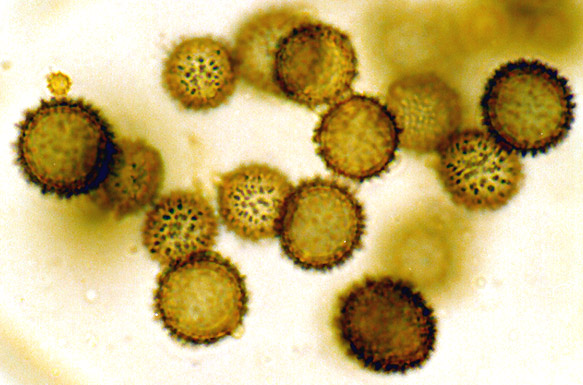 Gymnomyces compactus