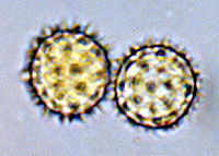 Hydnangium carneum