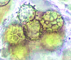 Hydnobolites californicus