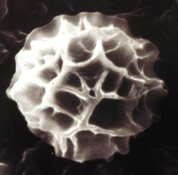 Hydnobolites californicus