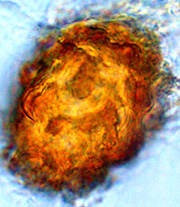 Hydnotrya cerebriformis