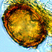 Hydnotrya michaelis