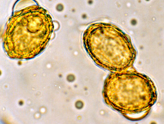 Hydnotryopsis setchellii