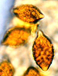 Hymenogaster alnicola