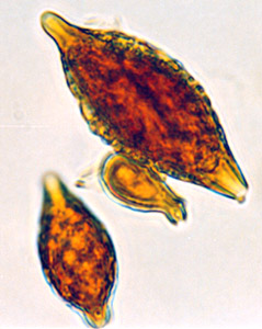 Hymenogaster boozeri