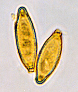 Hysterangium setchellii