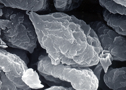 Kjeldsenia aureispora