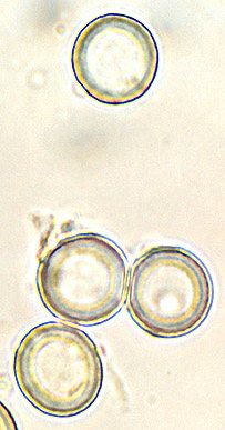 Leucophleps sp.