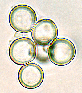 Leucophleps sp.