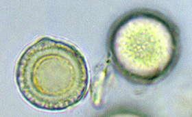 Leucophleps magnata