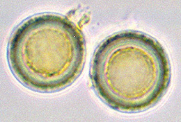 Leucophleps magnata