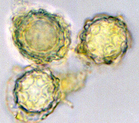 Leucogaster rubescens