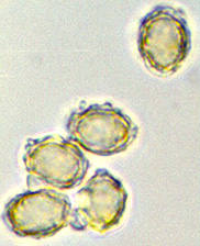 Leucogaster microsporus