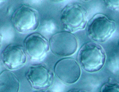 Leucogaster rubescens