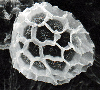 Loculotuber gennadii