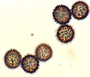 Macowanites iodiolens