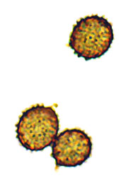 Macowanites chlorinosmus