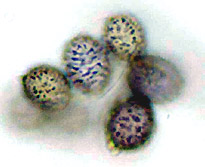 Macowanites sp.