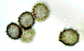 Macowanites luteolus